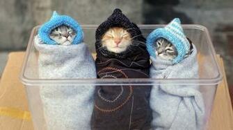 Sleepy Kittens HD Wallpaper Design Hey Creative