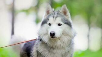 Husky Computer Wallpaper Desktop Background Id