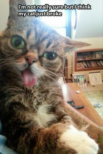 Funny Pics Pictures Pic Picture Image Photo Image Photos Lol Humor