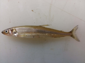 Freshwater Smelt Fishon White Wallpaper