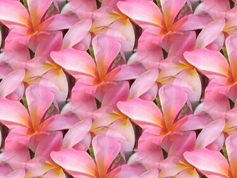 Flores De Plumeria Fotos Fondos Escritorio