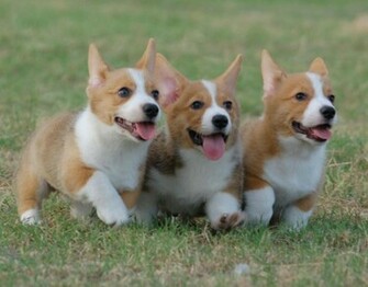 Adorable Corgi Puppies Running Ddddd I Freaking Love Corgis