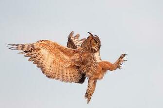 Animal Powerpoint Background Wallpaper Ppt
