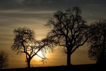 Desktop Wallpaper Silhouette Nature Sunrises And Sunsets Trees
