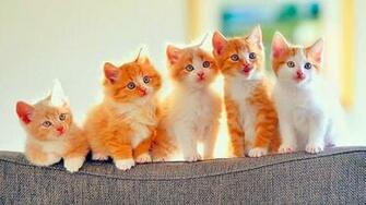 Blue Eyes Cat Mammal Kittens Cats Kitten Whiskers Domestic