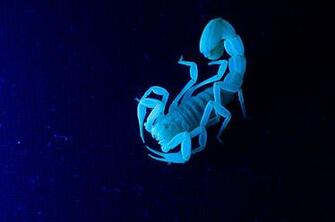Scorpion Wallpaper