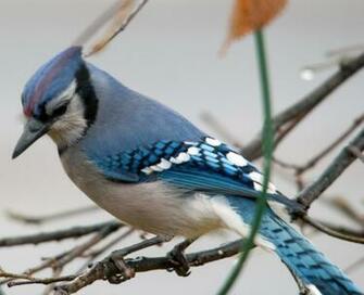 Blue Jay HD Wallpaper IwallHD