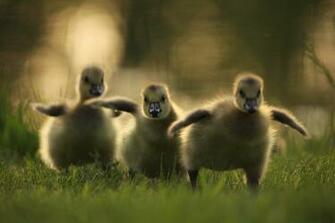 Baby Birds High Quality Wallpaper Collection Sa