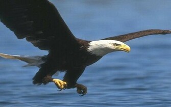 Bald Eagle Wallpaper