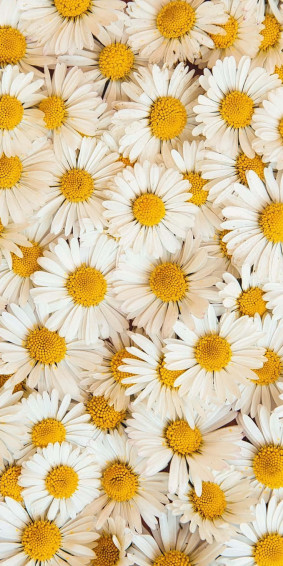 Sunflower Aesthetic iPhone Wallpaper