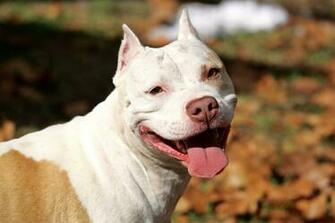Pitbull Wallpaper Animal HD Picture Cool