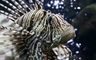 Indian Lionfish Wallpaper