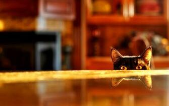 Peek A Boo Wallpaper