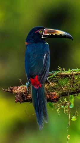 Wallpaper Bird Colorful Feathers Samsung