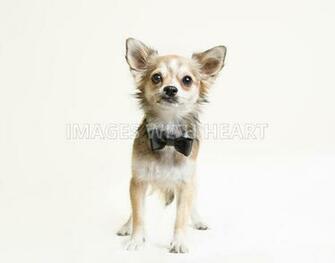 Image With Heart Small Dog Full Body White Background