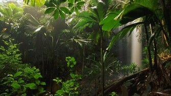 HD Jungle Wallpaper