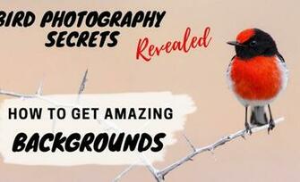Get Amazing Background Bird Photography Secrets Revealed