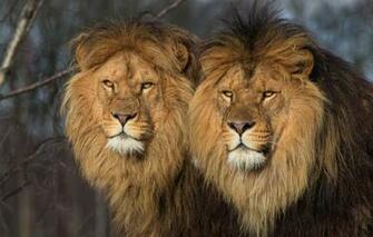 Wallpaper Animals Cats Nature Background Predators Leo Pair
