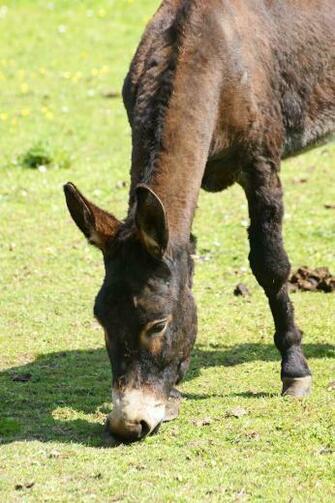 Donkey Photos Wallpaper Desktop Background