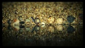 Seashell Reflection Computer Wallpaper Desktop Background