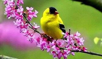 Cute Birds HD Wallpaper 1080p Pink