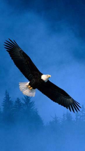 Bald Eagle Wallpaper HD Image One Pictures