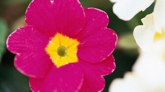 Magenta Flower Wallpaper