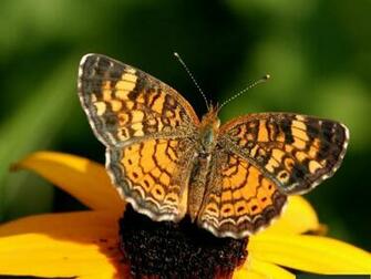 Butterfly Wallpaper Size X
