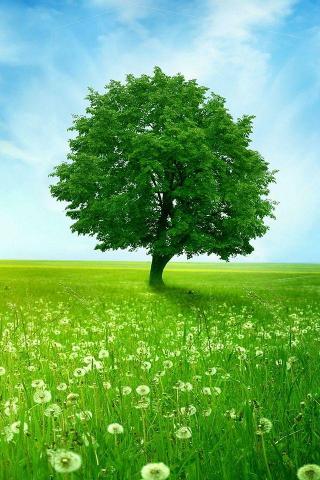 Green Field Nature Wallpaper