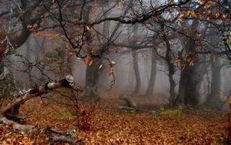 Creepy Forest Wallpaper