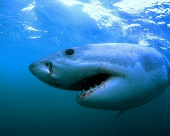 Great White Shark Wallpaper Head