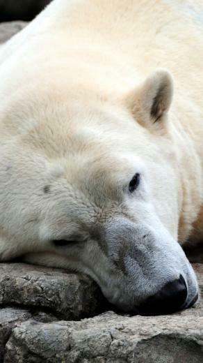 Sleeping Polar Bear Wallpaper iPhone