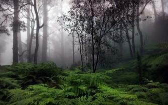 Rain Forest Nature Wallpaper HD With
