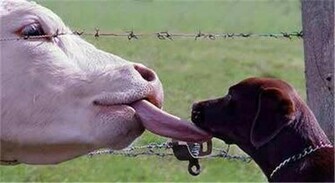 Cute Funny Animalz Cow New Pictures