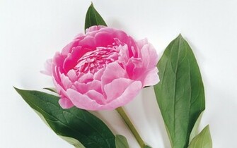 Wallpaper Of Flowers Rose Flower