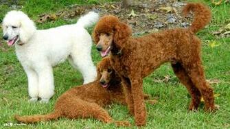 Poodle Wallpaper