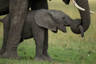Baby Elephant