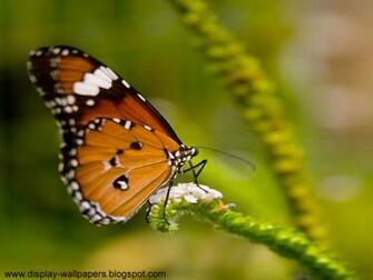 Wallpaper Butterfly Desktop HD