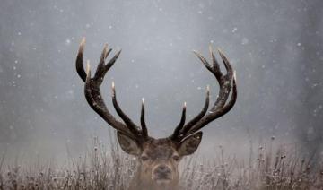 Snowy Scenes Deer Wallpaper Nature Animals