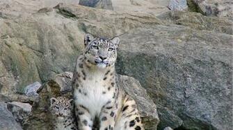 Snow Leopards Rocks Steam From Wallpaper4u Org Your Wallpaper