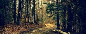 Wallpaper Forest Trail Trees Summer