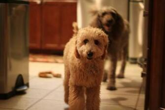 Angel At Months Old Red Apricot Goldendoodle Puppy By Jada In