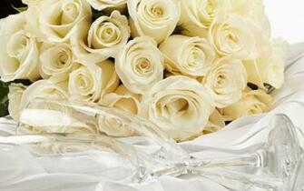 White Rose Background