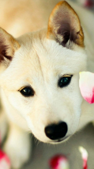 Pink Puppies Wallpaper