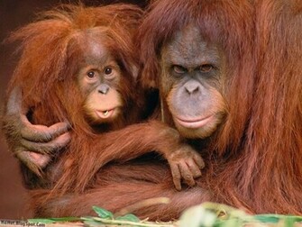 Cute Monkey Wallpaper Nickwallpaper HD Desktop