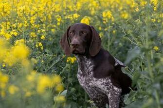 German Shorthaired Pointer HD Desktop Wallpaper 4k