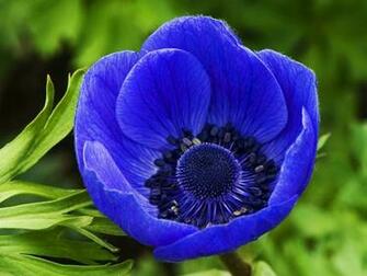Blue Flower Wallpaper HD