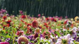 Beautiful Rainy Wallpaper