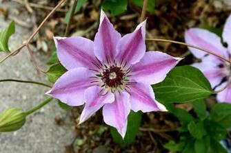 Clematis Wallpaper X Net