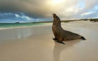 Seal On Beach Widescreen HD Wallpaper
